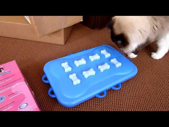 Puzzle Cat Toy - Dog Casino Arrives For Product Testing ねこ - ラグドール - Floppycats