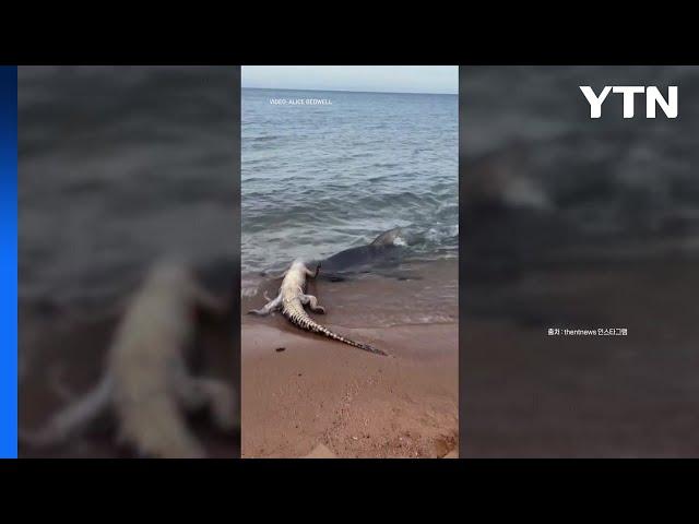 [나우쇼츠] 최상위 포식자 간의 사냥...희귀 장면 포착 / YTN