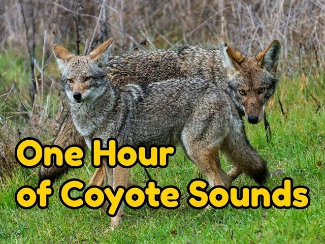 One (1) Hour of Coyote Sounds -  Coyotes at night, howling, yipping and more...