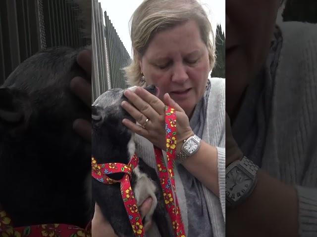 Homeless old dog was tired of life on the streets - Full video: www.HopeForPaws.org ️ #dog #rescue