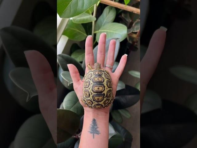 Newest Fig size update  #petslover #tortoiselove #tortoisevideo