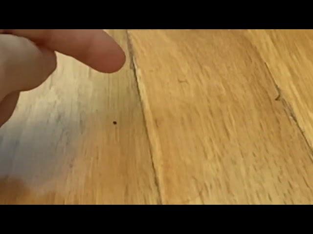 Crushing a ant in slow motion