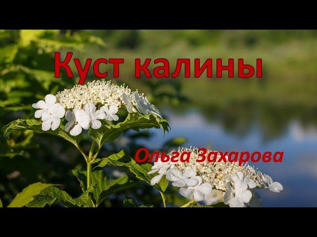 Куст калины   Ольга Захарова