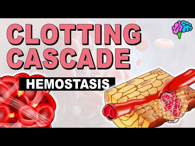 The Clotting Cascade EXPLAINED!