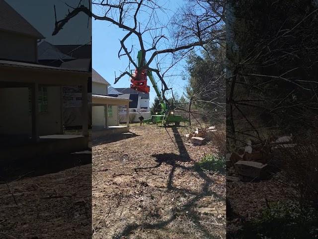 Merlo, tree work. grapple saw. #merlo #grapplesaw #arborist #treework #chainsaw #crane