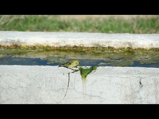 101 Carduelis spinus