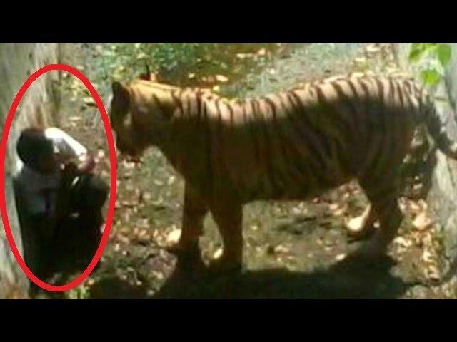 Delhi Zoo Shifts Blame? |Tiger Attack Caught On Camera