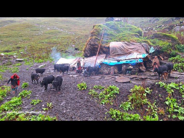 Best Rural Life in the jagadulla Mountains in Nepal | Rainy Day | Himalayan Shepherd Life | Dolpa |