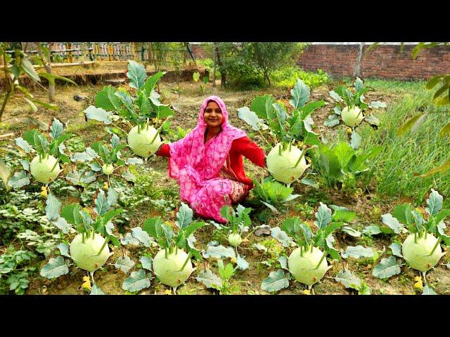 कड़ाके की ️ठंड में बनाएं ताजे गांठ गोभी की ऐसी स्वादिस्ट रेसिपी जिसके आगे चिकन मटन भी फेल है