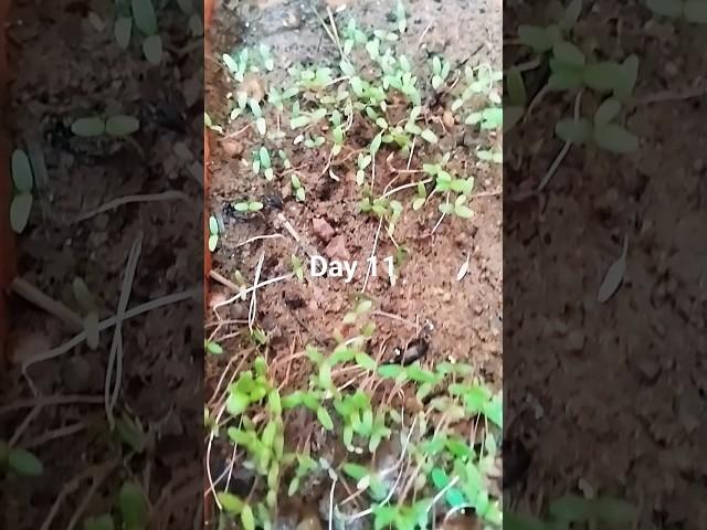 Lal Math || Red Amaranth Day 11 growth || Veggies From My Garden #Shorts