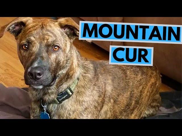 Mountain Cur Dog Breed - Facts and Information