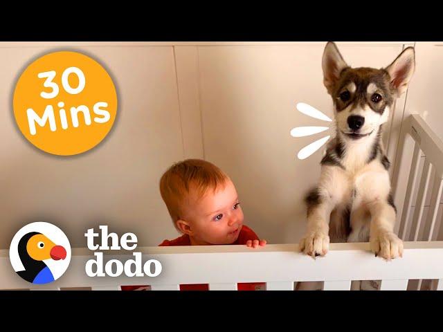 30+ Minutes Of Animals Who Tug At Your Heartstrings | The Dodo