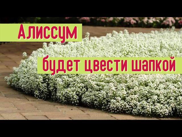 Как заставить АЛИССУМ ЦВЕСТИ ПЫШНОЙ ШАПКОЙ. Уход за рассадой алиссума