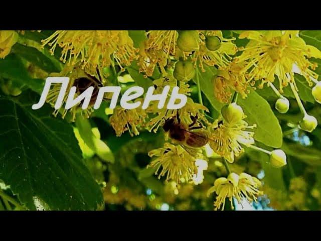 Липень. Ст. - Е. Доставалов, чит. - С. Николаева, монтаж - И. Жемчугов