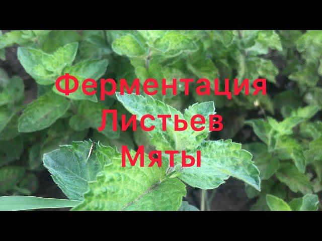 Ферментированный чай из листьев мяты