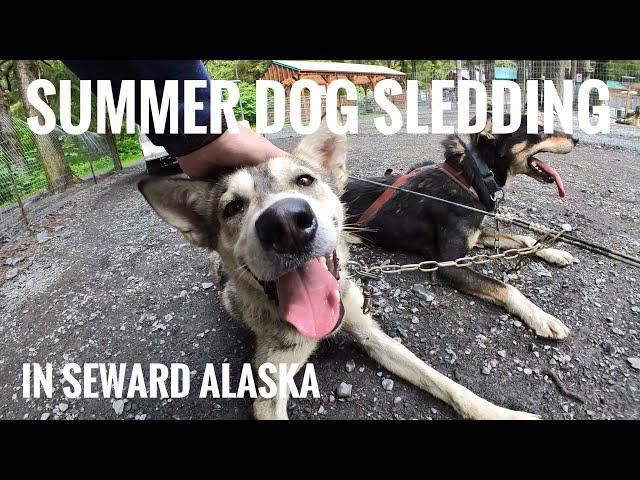 Ididaride | Sled Dog | Seward Alaska