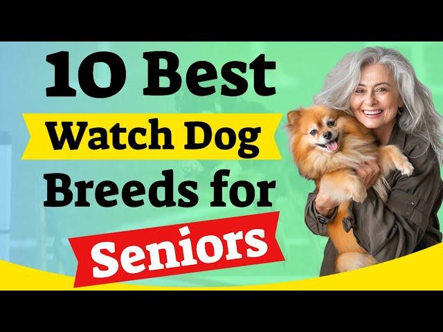 10 Best Watch Dog Breeds for Seniors