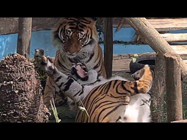 Devastation after storm ,are the animals OK?