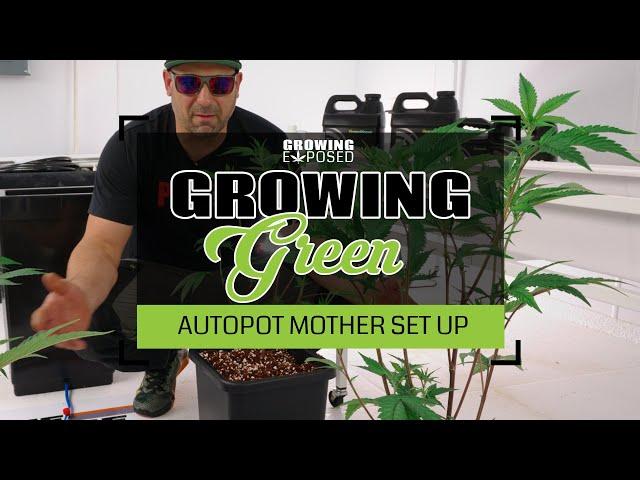 I Set My Mother Plants Up On Automation Using Autopots | Growing Green Vol 14