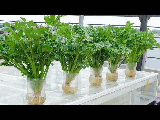 No soil, no watering required, growing Celery doesn't cost anything