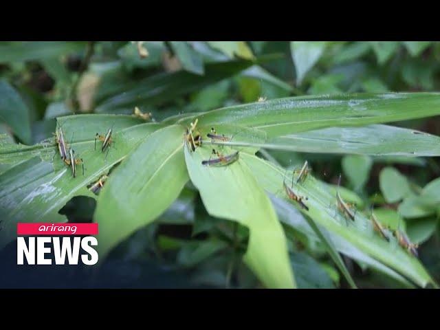 Swarms of locusts attack crops in southern parts of China