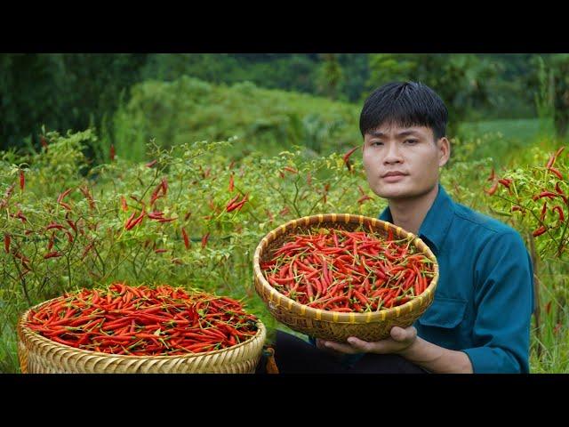 2 Years living in the forest, Harvest chili, Bring it to the market to sell