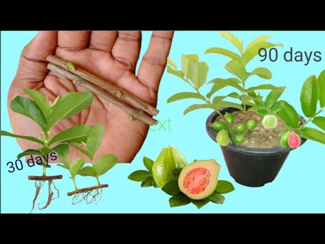 smart way on to grow guava tree cuttig, grow guava tree from guava leaves, 100%success. #guava_grow