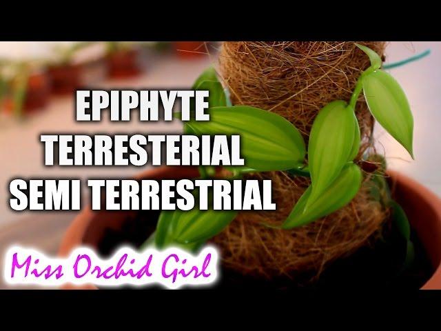 Epiphyte, terrestrial and semi terrestrial Orchids