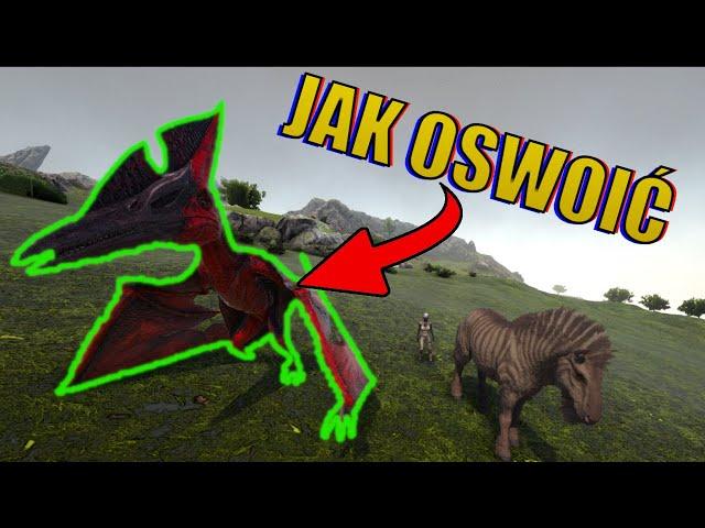 Jak ŁATWO oswoić pterka w Ark survival evolved