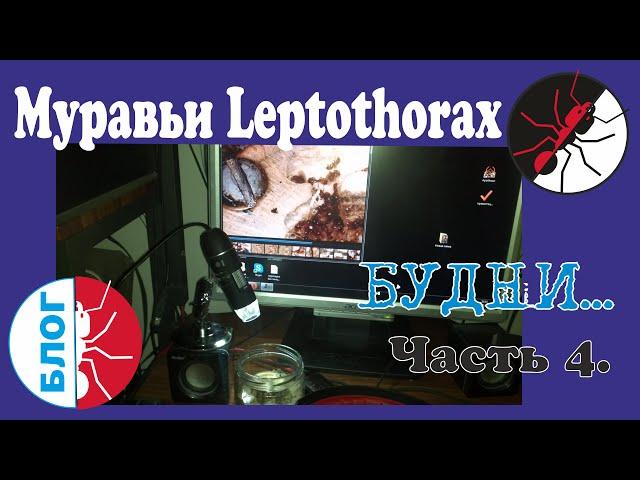 Муравьи Leptothorax. Жизнь микромуравьев под микроскопом.