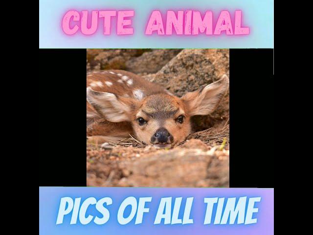 Top 5 Cute Animal Pics Of All Time | Part 1