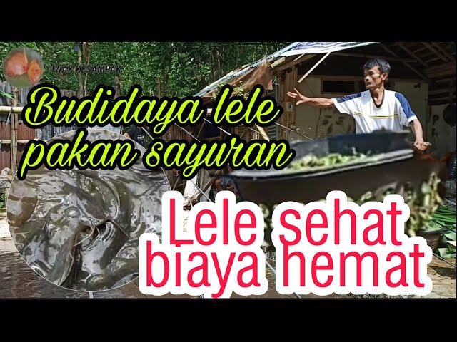 "Bukan" Rahasia sukses budidaya ikan lele pembesaran dengan pakan sayuran || biaya hemat, lele sehat