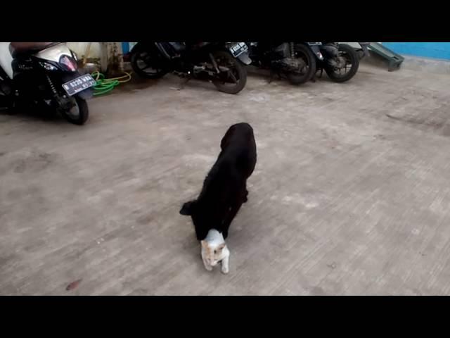 Anjing mau kawin sama kucing