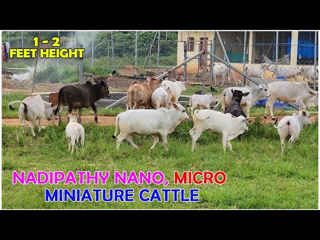 Nadipathy micro & mini Cattle | 1 To 2 Feet Height | #youtube #animals #cow #youtubeshorts #yt