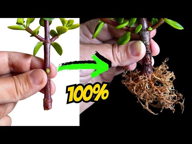 Cómo enraizar correctamente una Portulacaria Afra | Enraizado perfecto