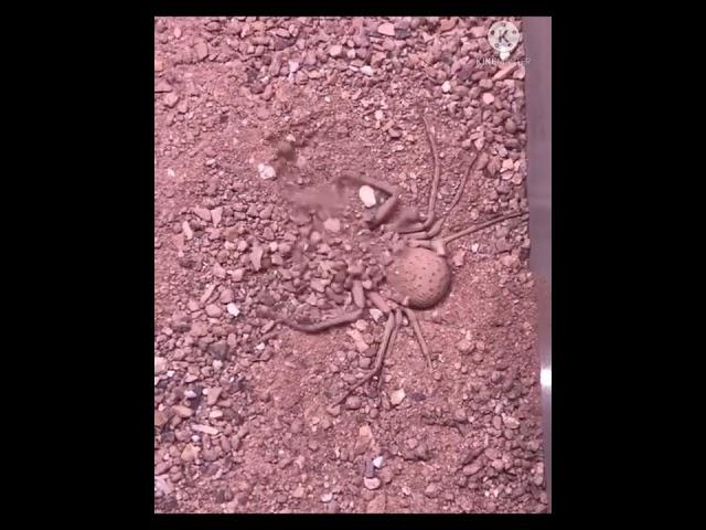 Six-Eyed Sand spider Buries Herself #shorts