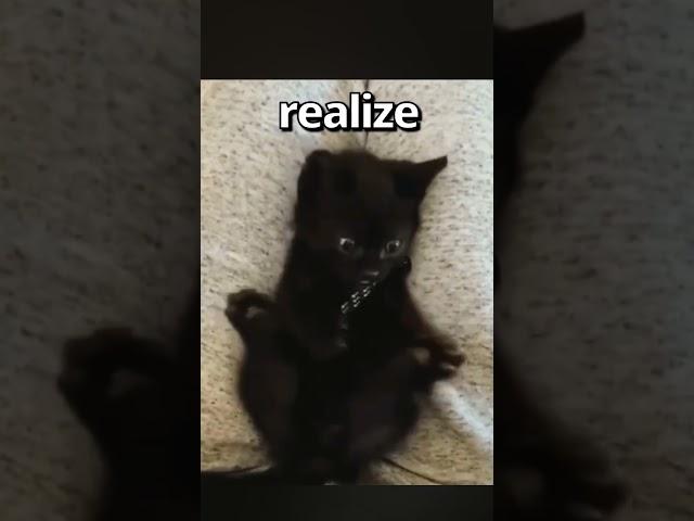 Have YOU EVER Seen a CAT do THIS  | Wholesome Moments