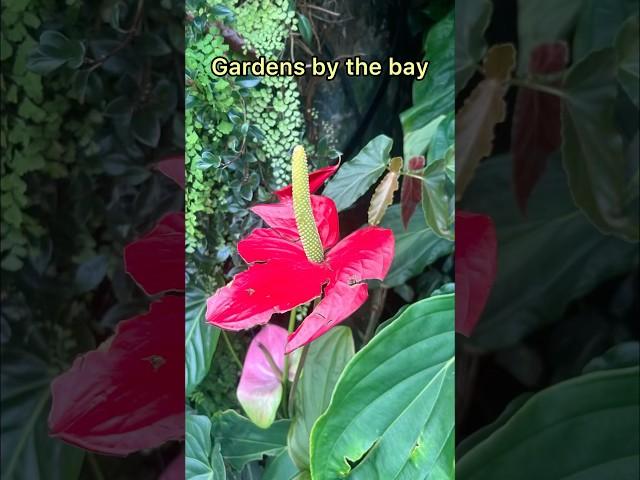 Visiting Gardens by the bay is worth? #shorts #shortsfeed #flowers #gardensbythebay #singapore #vlog