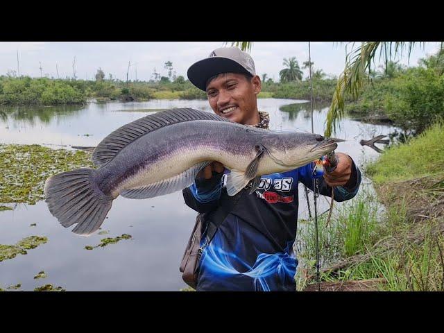 GIANT SNAKEHEAD..!! KEGANASAN IKAN TOMAN DI SUNGAI MATI AIR HITAM YANG TIDAK TERJAMAH