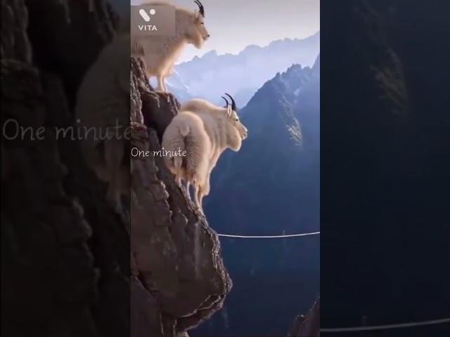 पहाड़ से कूदने वाली जंगली बकरी वैज्ञानिक भी हैरान/ The incredible ibex defies gravity/ibex goat