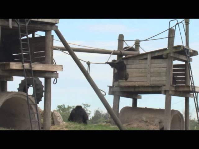 Male Chimp Kicks 200lb Tire Showing Off For The Females!