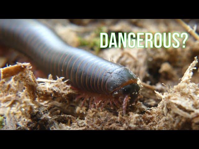 Are Millipedes Dangerous? American GIANT Millipede!