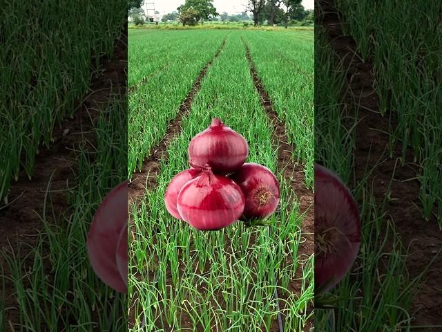 प्याज की खेतीonion farmingवेसल डोजबुवाई के समय खाद #reel #shorts #onion