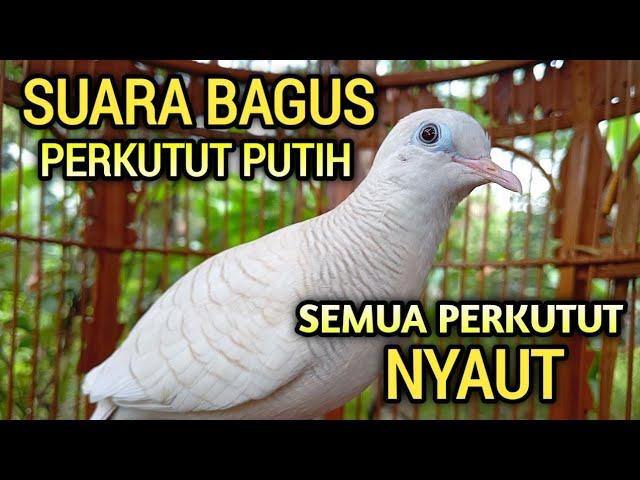 SUARA PERKUTUT PUTIH GACOR paling bagus, untuk pancingan semua jenis perkutut