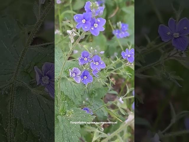 Попробуйте однажды помолиться!   © Вильгельм Буш