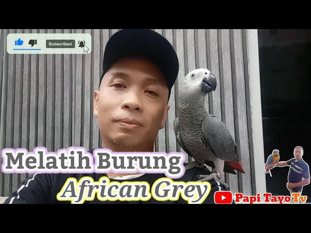 Melatih Burung African Grey Pup Pada Tempatnya