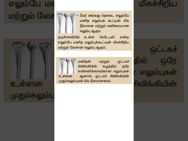 மனித எலும்புக்கூட்டின் மிகச்சிறிய எலும்பு#tnpsc #shorts #shanmugamiasacademy #gk #science