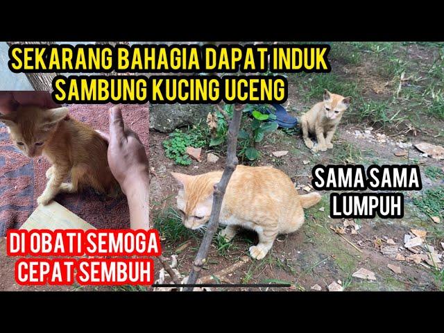 Anak Kucing Minta Tolong Kakinya Lumpuh Part II Sedang Di Obati..!