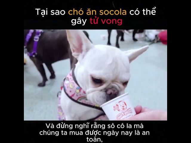 Tại sao chó ăn socola có thể gây tử vong