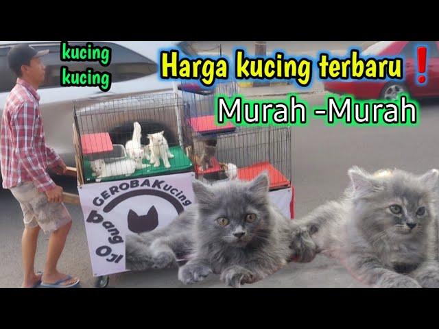 Ngikut Bang Oji jualan  ini Harga Kucing persia disini